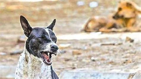 UP: Probe ordered as stray dog carries foetus in mouth