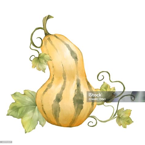 Butternut Squash With Leaves Illustration Stock Illustration - Download ...