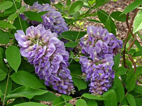Wisteria Frutescens American Wisteria