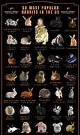 Image result for Different Kinds of Bunnies