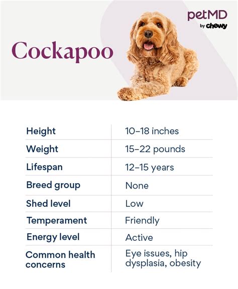 Image result for Cockapoo Dog Breed