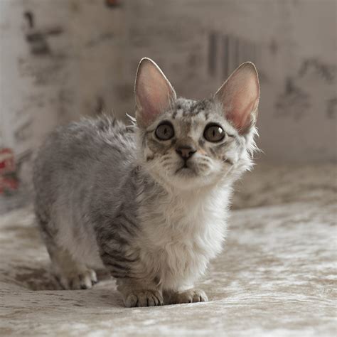 Complete List of Cat Profiles - Cat Breeds in India – GoofyTails