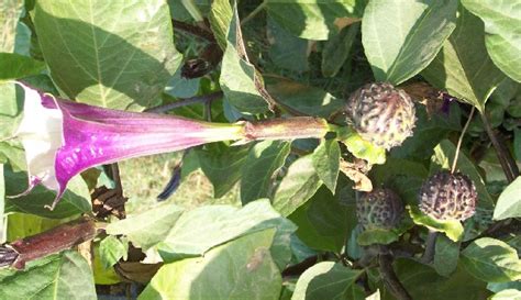 Uses of Datura metel L. - National Innovation Foundation-India