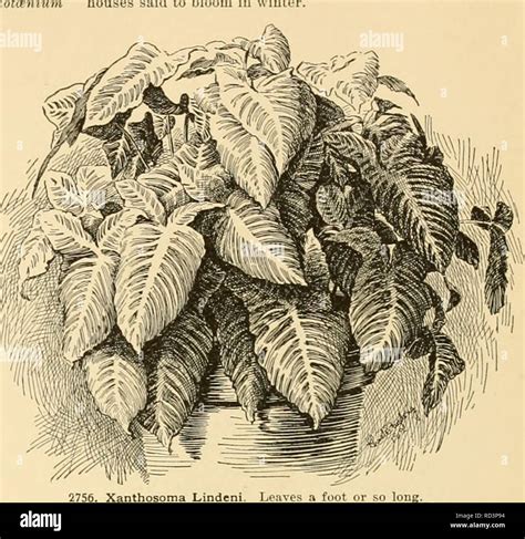 Xanthosoma species hi-res stock photography and images - Alamy
