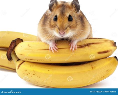 Cute Fluffy Hamster Eating Banana Stock Photo - Image of mammal, food ...