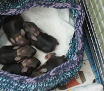 Image result for Handling Wild Baby Bunnies