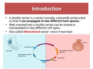 Image result for Shuttle Vector Applications