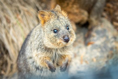 Home [sydneyzoo.com] - where to see quokkas in australia