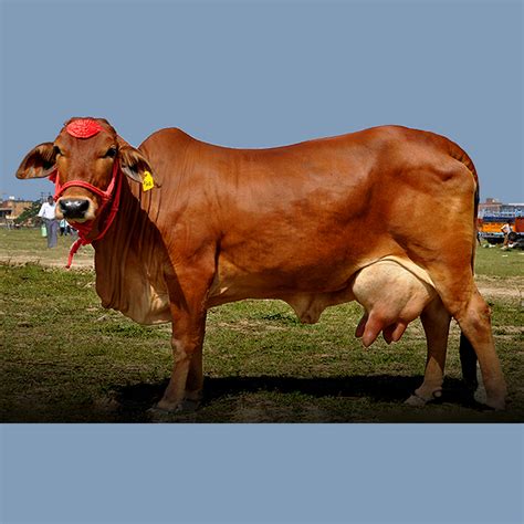 The Sahiwal Cow: A Powerhouse of Milk and Strength – Hichkie