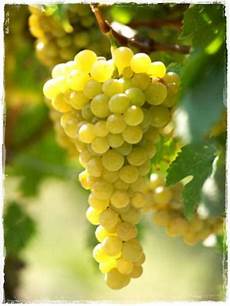 viti in vaso vite arneis vendita barbatelle viti in vaso vite arneis vendita barbatelle