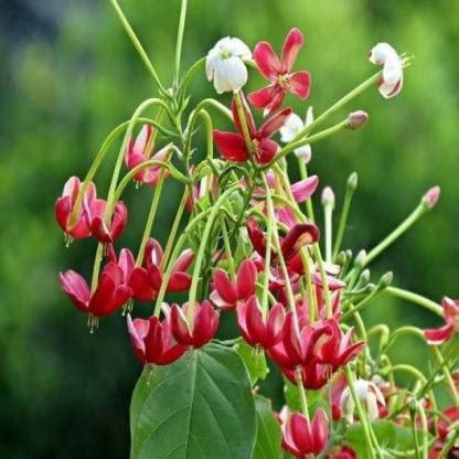 Starlink Madhumalti/Rangoon Creeper Price in India - Buy Starlink ...