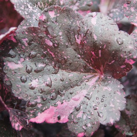 Heuchera ‘Midnight Rose’ - Plantagogo Heucheras