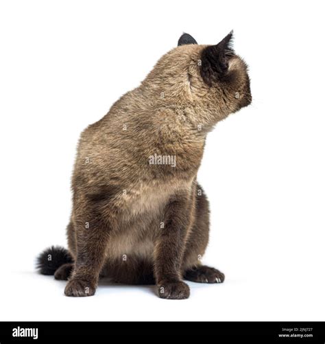 Crossbreed cat looking backwards, isolated on white Stock Photo - Alamy