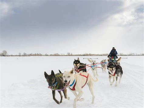 Dog Sledding Tours in Jackson Hole, Wyoming - Jackson Hole WY