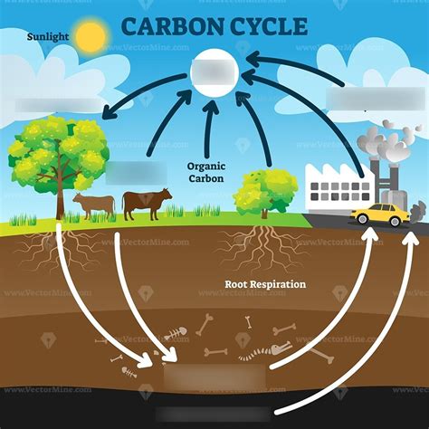 Carbon Cycle Labelling Diagram | Quizlet