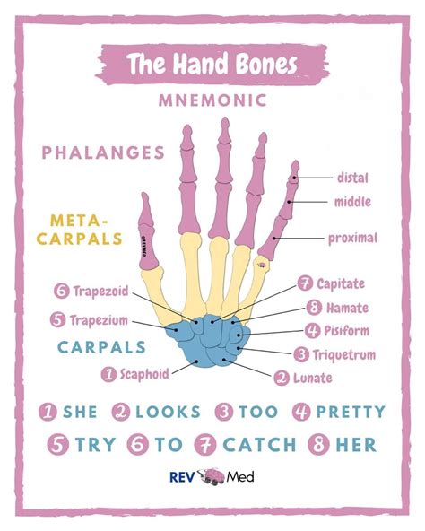 Carpal Bone Mnemonic