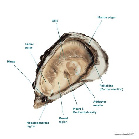 Anatomy Of An Oyster Anatomy Of An Oyster: Learn About The Structure