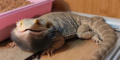 Image result for Angry Dragon Fails