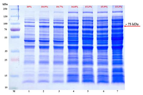 Efficient Expression of Soluble Recombinant Protein Fused with Core ...