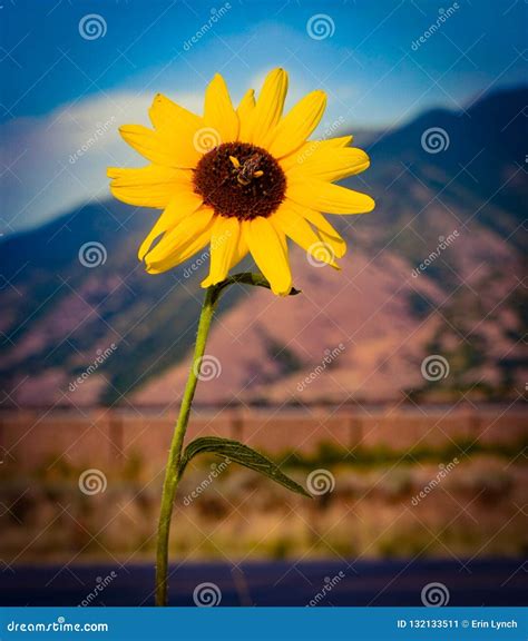 Bee in the Beehive State stock image. Image of utah - 132133511