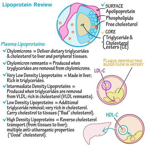 Mixed Dyslipidemia Vs Hyperlipidemia at Claire Grissom blog