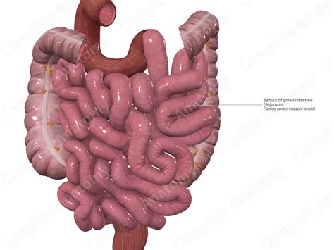 Image result for Small Intestine Jejunum