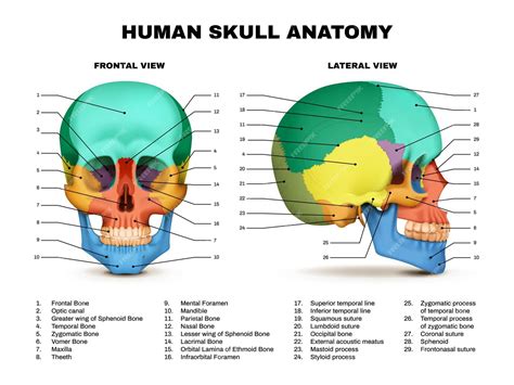 Free Vector | Human skull anatomy color front and lateral views realistic infographic on white ...