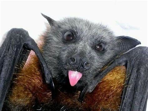 Pin by Srebrny Kot on Nietoperze / Bats | Cute bat, Animals beautiful ...
