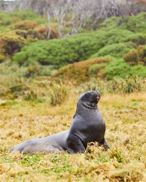 This Writer Discovers The Secrets Of The Macquarie Islands On A Cruise