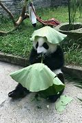 Image result for Cute Baby Animals Panda