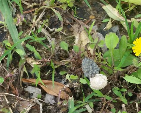 Female Lycosidae (Wolf Spiders) in Vicksburg, Mississippi United States