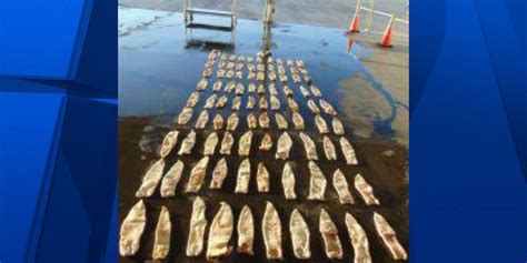 CBP in Arizona seizes $1 million worth of totoaba swim bladders