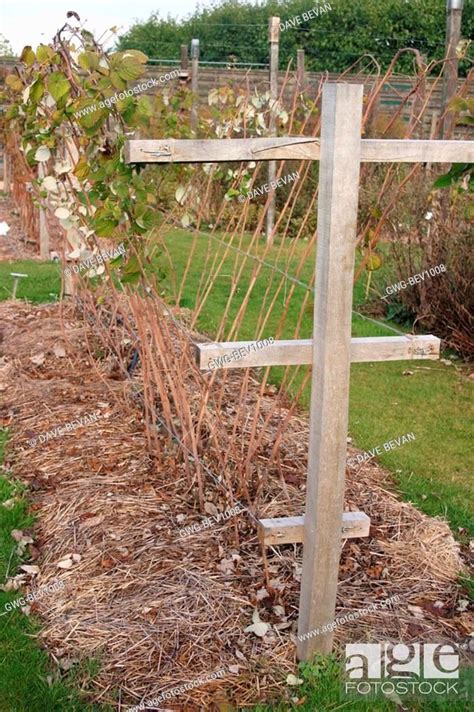 Image result for How to Build Raspberry Trellis