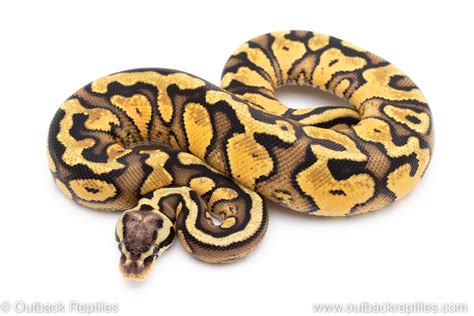 Image result for Red Ball Python