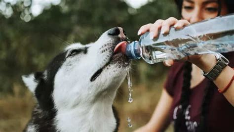 Letting your pet dog drink water from public water bowls? Here's why ...