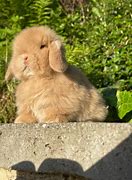 Image result for Mini Lop Bunny Names