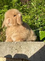 Image result for Baby Mini Lop Bed From Chewey