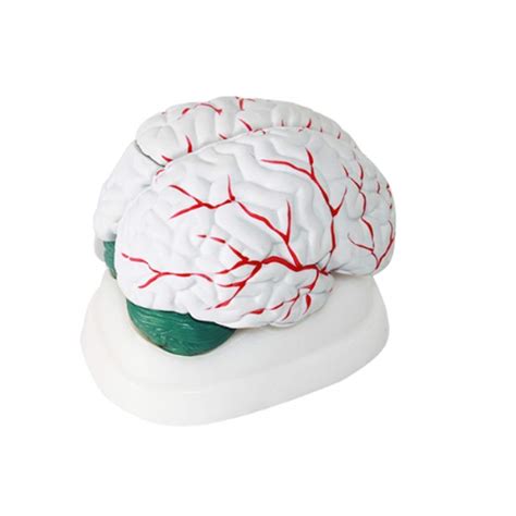 Educational Model Human Brain Anatomical Model Anatomy Brain Cerebellum ...