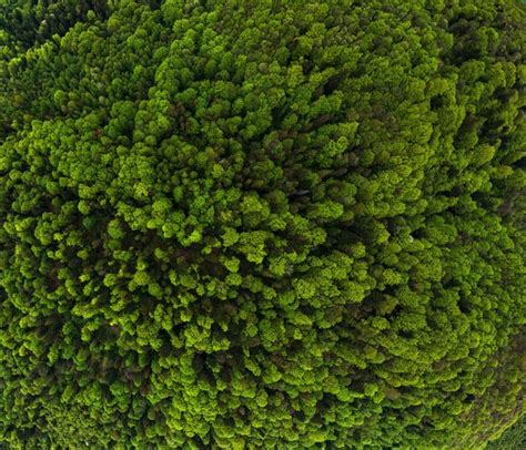 Aerial view of dark mixed pine and lush forest with green trees ...