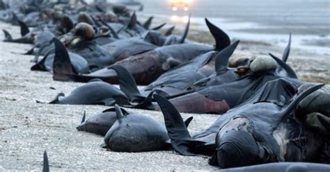 Shocking Whales Exploding Moments 的图像结果