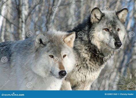 Alpha Wolves stock photo. Image of wolves, fauna, attention - 83851360