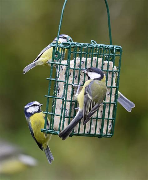 Side Opening Suet Feeders from Living with Birds