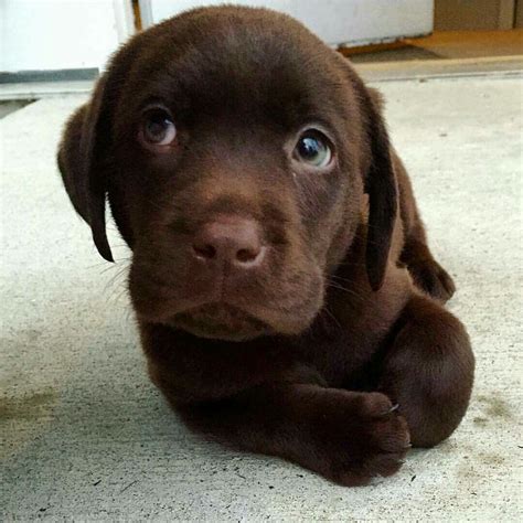 Labrador Retriever Chocolate, Chocolate Lab Puppies, Labrador Retriever ...