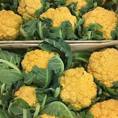 JRYU Yellow Cauliflower (GOBHI) Seed Price in India - Buy JRYU Yellow ...