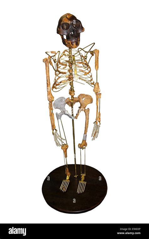 Image result for Australopithecus Skeleton