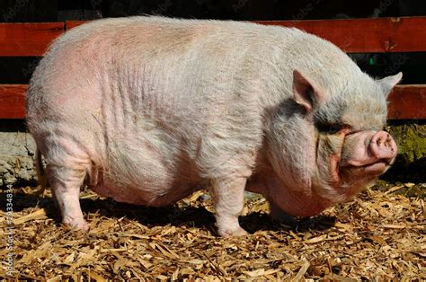 big pink pig Stock Photo | Adobe Stock