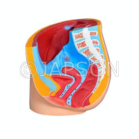 Model, Reproductive System, Female (Pelvic Anatomy) – japson.com