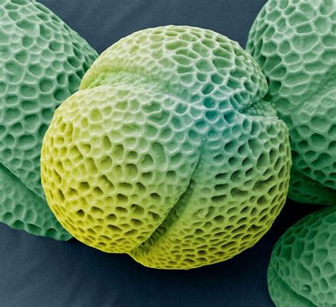 Microscopic 的图像结果