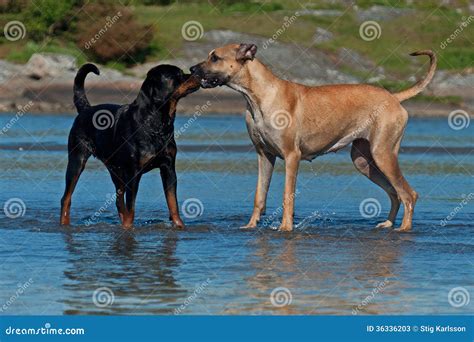 Rottweiler Great Dane Mix
