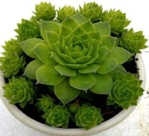 The live roots Laxmi Kamal Plant Price in India - Buy The live roots ...